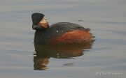 Grèbe à cou noir, Podiceps nigricollis - D. Marques - D. Marques