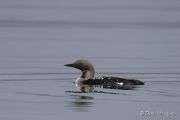 Plongeon arctique, Gavia arctica - D. Marques - D. Marques