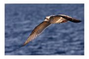 Puffin des Baléares - E. Garletti