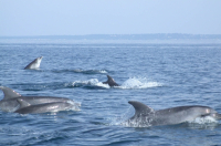 Grands dauphins - RNN Banc d'arguin-SEPANSO