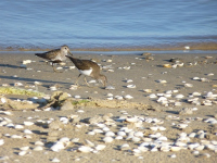 BV et guignette de la réserve naturelle de Moeze Oleron - RNN de Moeze Oléron - RNN de Moeze Oléron