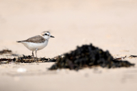 Gravelot à collier interrompu - OFB - Adrien LAMBRECHTS