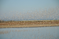 Lagune des Mattes - Réserve naturelle nationale du marais d'Yves - ML Cayatte