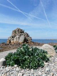 Trégor Goëlo, zone spéciale de conservation - Communauté de communes de Paimpol Goëlo - S. Allanioux