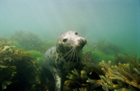 Lundy - Keith Hiscock