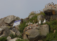 Macareux moine sur l'Ile Rouzic-RNN 7-Iles - Armel Deniau-LPO/RNN 7-Iles