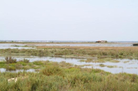 Ile aux oiseaux - T. Duprat