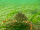 27 nouvelles Marine Conservation Zones en Angleterre